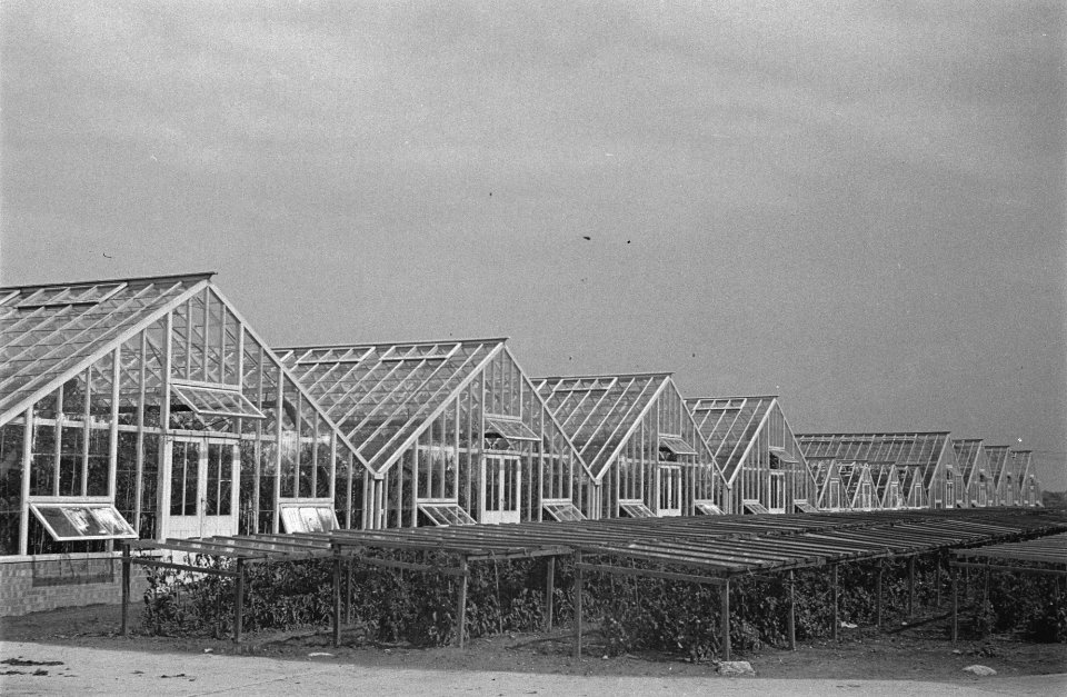 Tuinbouw te Spalding, Lincolnshire., Bestanddeelnr 935-2138