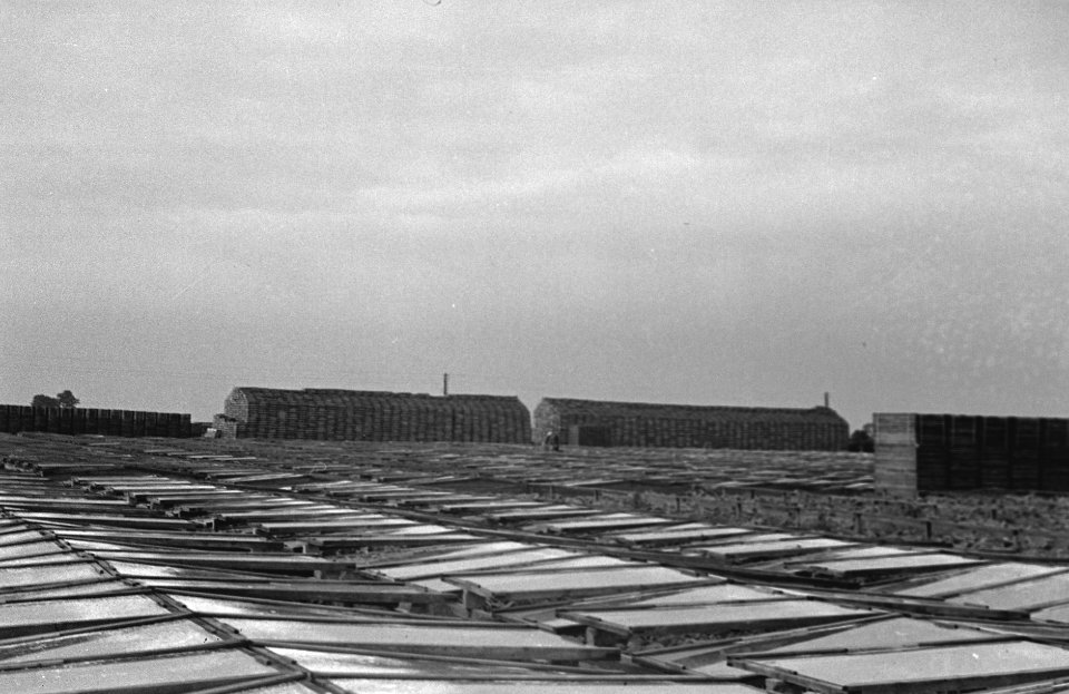 Tuinbouw te Spalding, Lincolnshire., Bestanddeelnr 935-2140