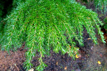 Tsuga heterophylla 'Ray Godfrey' - Oregon Garden - Silverton, Oregon - DSC00274