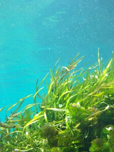 Green water beach