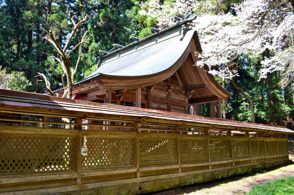 Tsutsukowake-jinja (Baba) honden