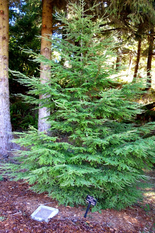 Tsuga heterophylla - Humboldt Botanical Garden - Eureka, California - DSC02577