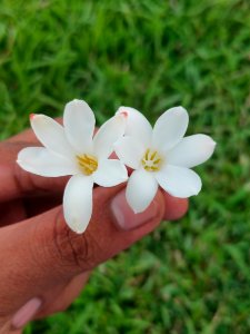 Tuberose 2