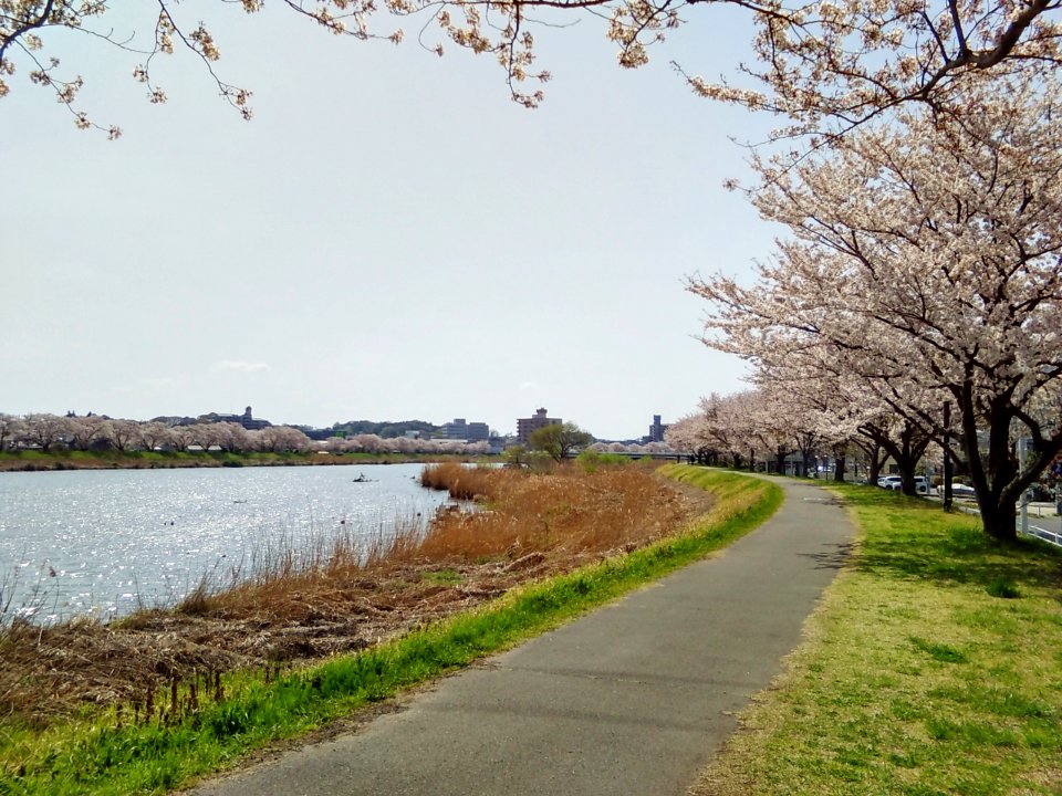 Tsuchiura-Sakura-River-2018040103