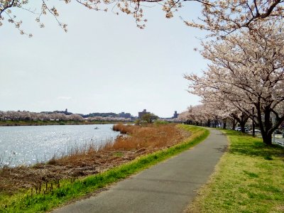 Tsuchiura-Sakura-River-2018040103