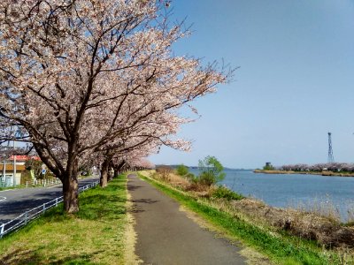 Tsuchiura-Sakura-River-2018040101