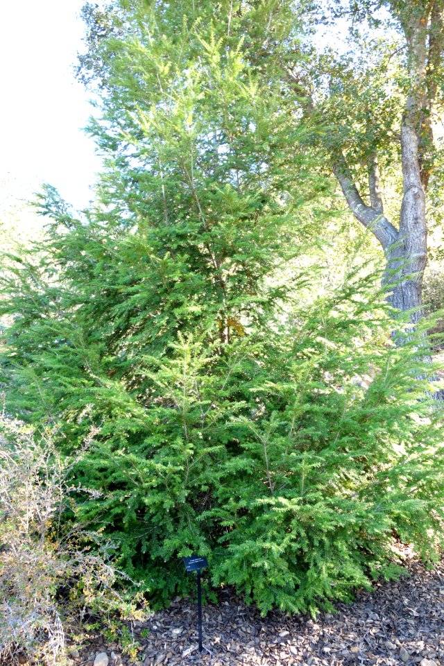 Tsuga chinensis - Quarryhill Botanical Garden - DSC03476