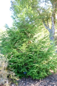 Tsuga chinensis - Quarryhill Botanical Garden - DSC03476