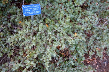 Tsuga mertensiana - Regional Parks Botanic Garden, Berkeley, CA - DSC04491