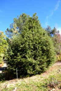 Tsuga chinensis - Quarryhill Botanical Garden - DSC03490