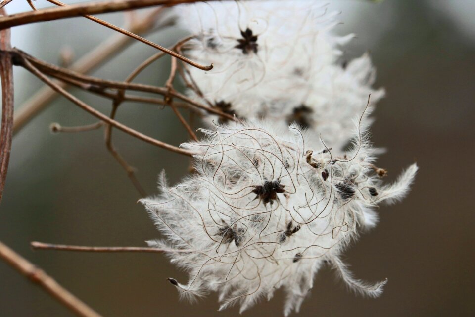 Beautiful forest wild