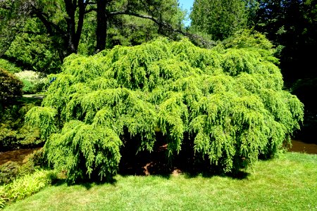 Tsuga canadensis 'Sargentii' - Asticou Azalea Garden - Northeast Harbor, Maine - DSC03632