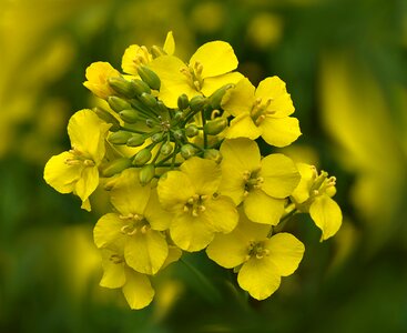 Rape blossoms yellow bright