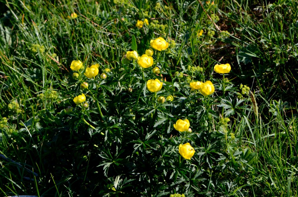 Trollius europaeus 10