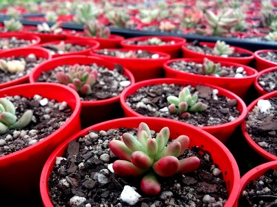 Growing green nursery