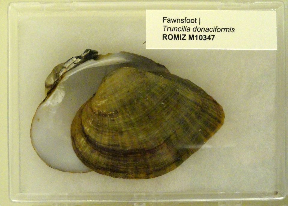 Truncilla donaciformis - Royal Ontario Museum - DSC00189