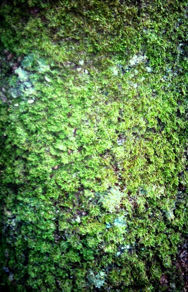 Trunk of Assegai tree - Cecilia forest - Cape Town - Free photos on ...