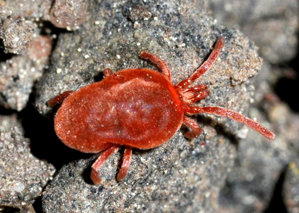 Trombidium-holosericeum-05-fws