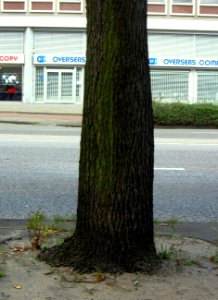 Trunk base, elm cultivar in Weesperstaat
