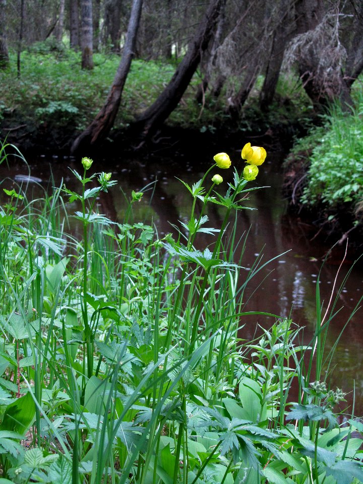 Trollius europaeus Kemi, Finland 02.06.2013