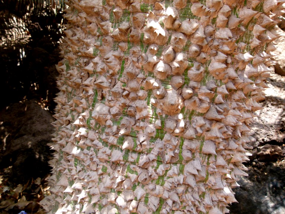 Tronc d'arbre avec épines géantes