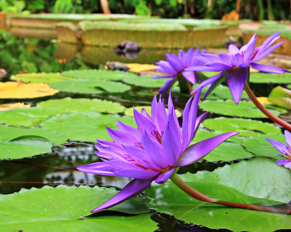 Flowers pond nature