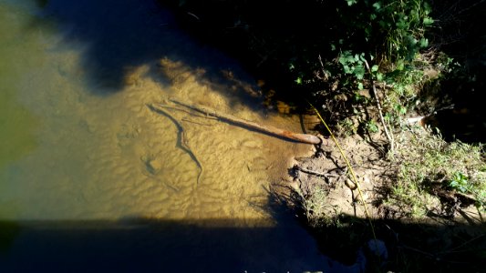 Tronco de uma árvore caído no Rio Piracuama photo