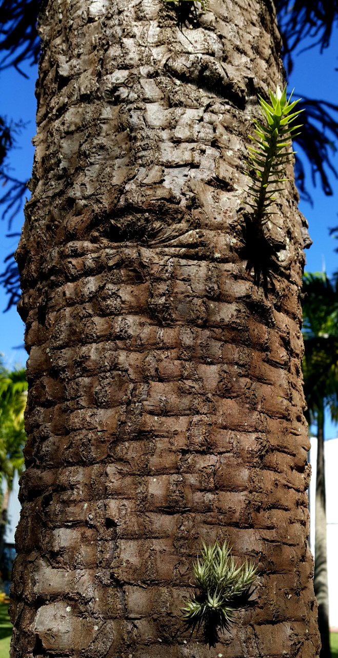 Tronco de uma Araucaria angustifolia, Taubaté