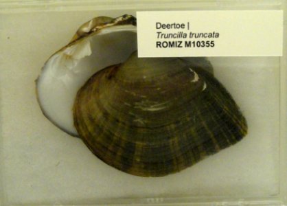 Truncilla truncata - Royal Ontario Museum - DSC00190