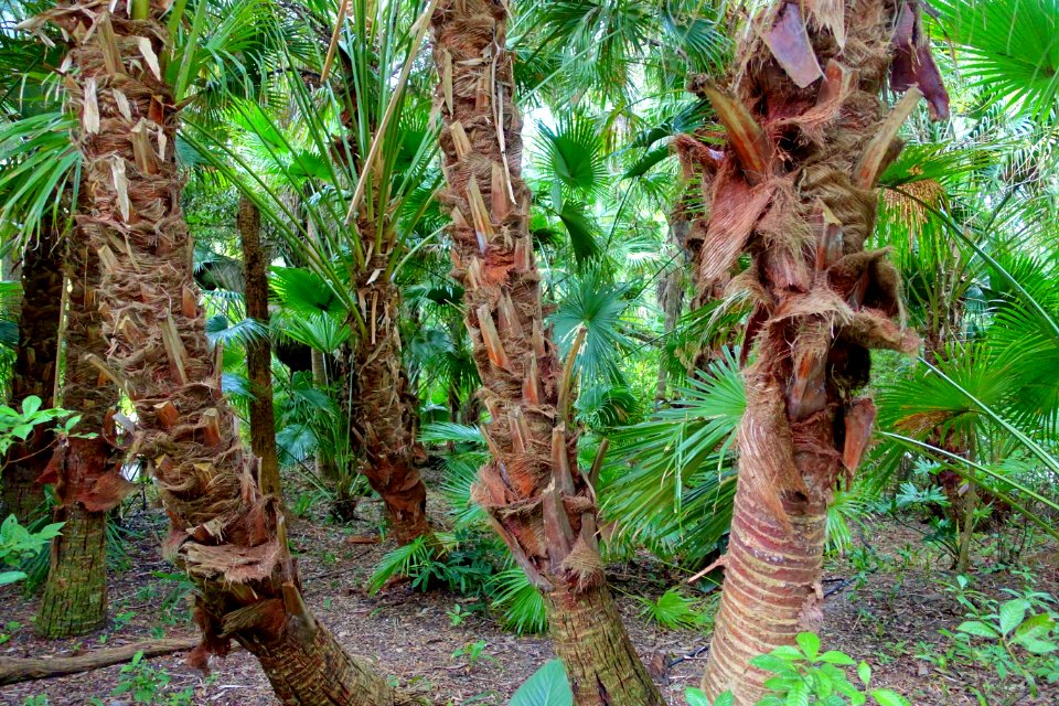 Trunks - McKee Botanical Garden - Vero Beach, Florida - DSC03013