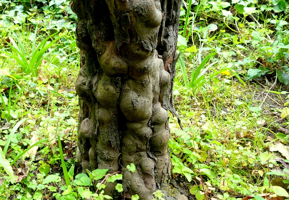 Trunk - Villa d'Este - Tivoli, Italy - DSC04088