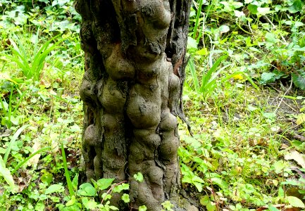 Trunk - Villa d'Este - Tivoli, Italy - DSC04088