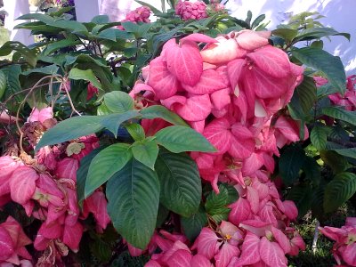 Tropical pink flowers photo