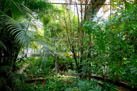 Tropical Greenhouse - Orto botanico - Rome, Italy - DSC00138