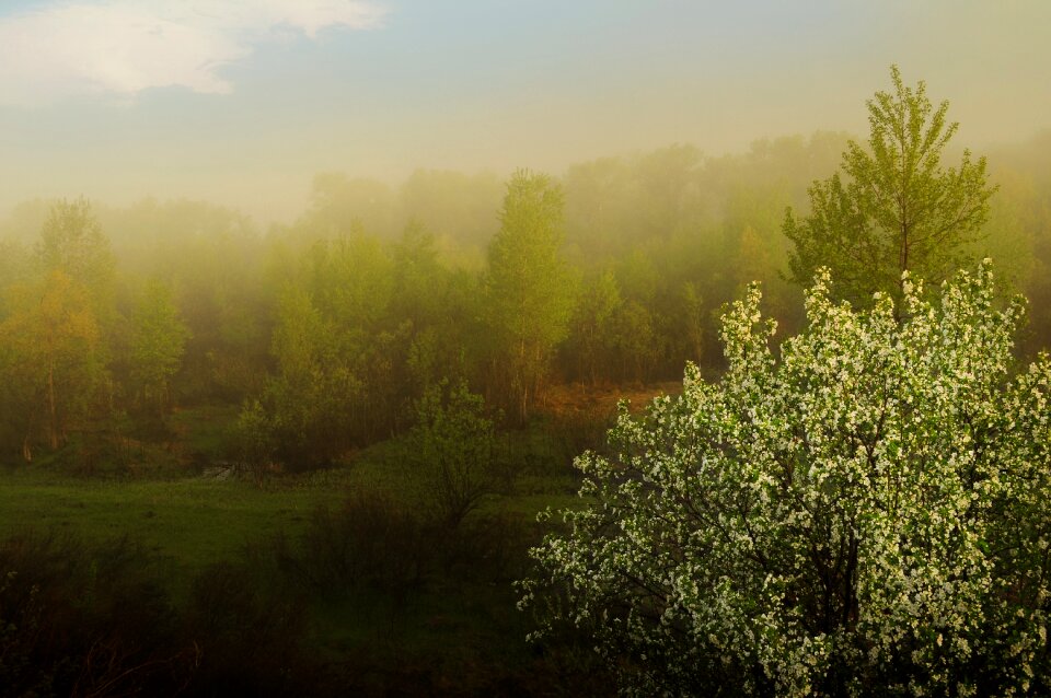 Dawn landscape apple