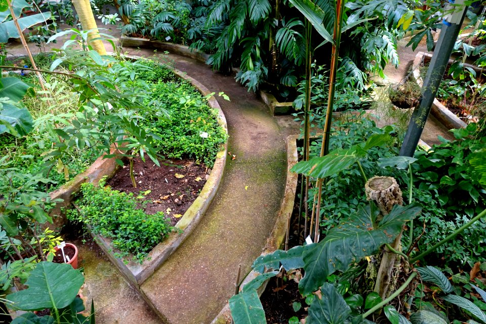 Tropical Greenhouse - Orto botanico - Rome, Italy - DSC00171
