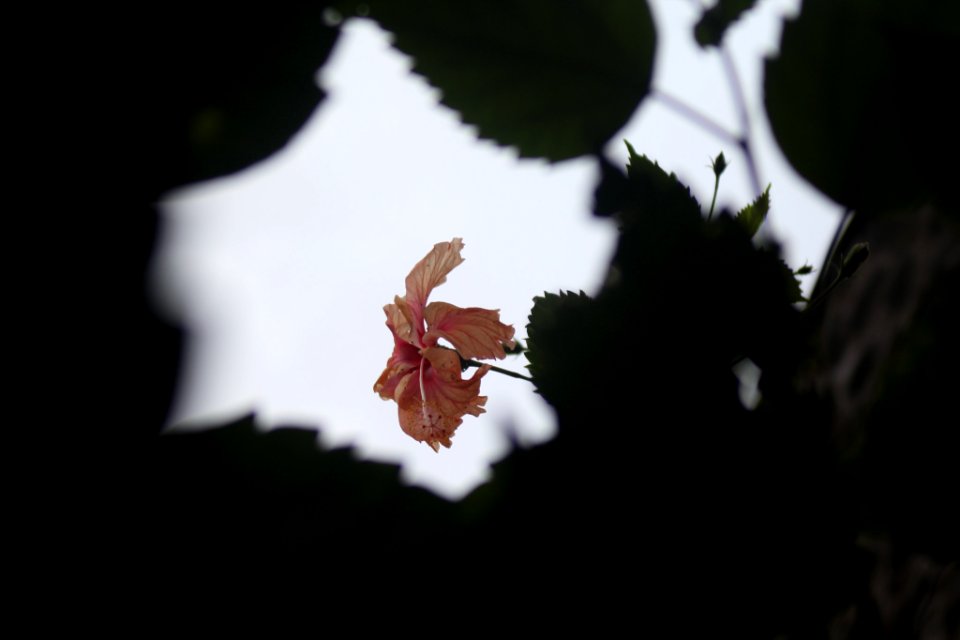 Tropical Flora (155788283)
