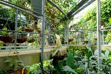 Tropical Greenhouse - Orto botanico - Rome, Italy - DSC00158