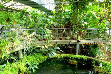 Tropical Greenhouse - Orto botanico - Rome, Italy - DSC00173