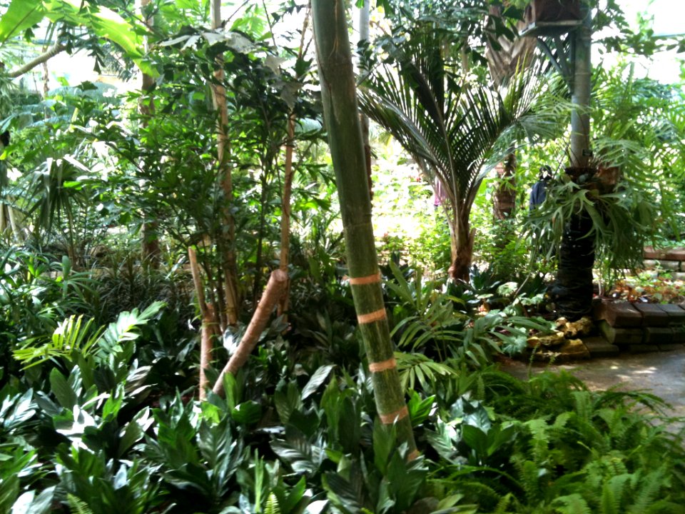 Tropical Greenhouse Jerusalem Botanical Gardens IMG 0467