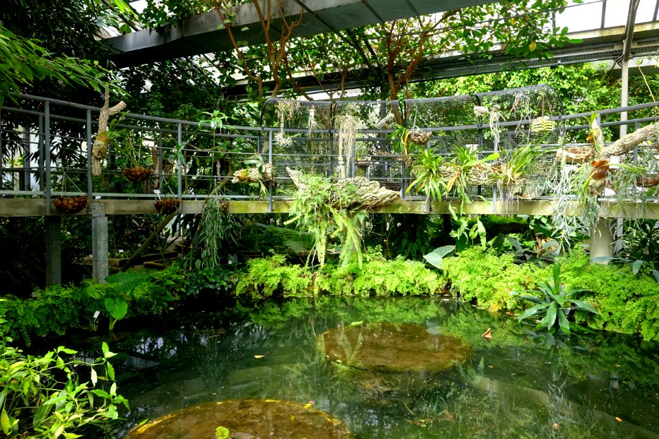 Tropical Greenhouse - Orto botanico - Rome, Italy - DSC00160