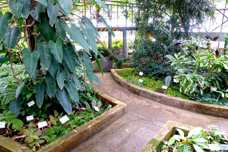 Tropical Greenhouse - Orto botanico - Rome, Italy - DSC00142
