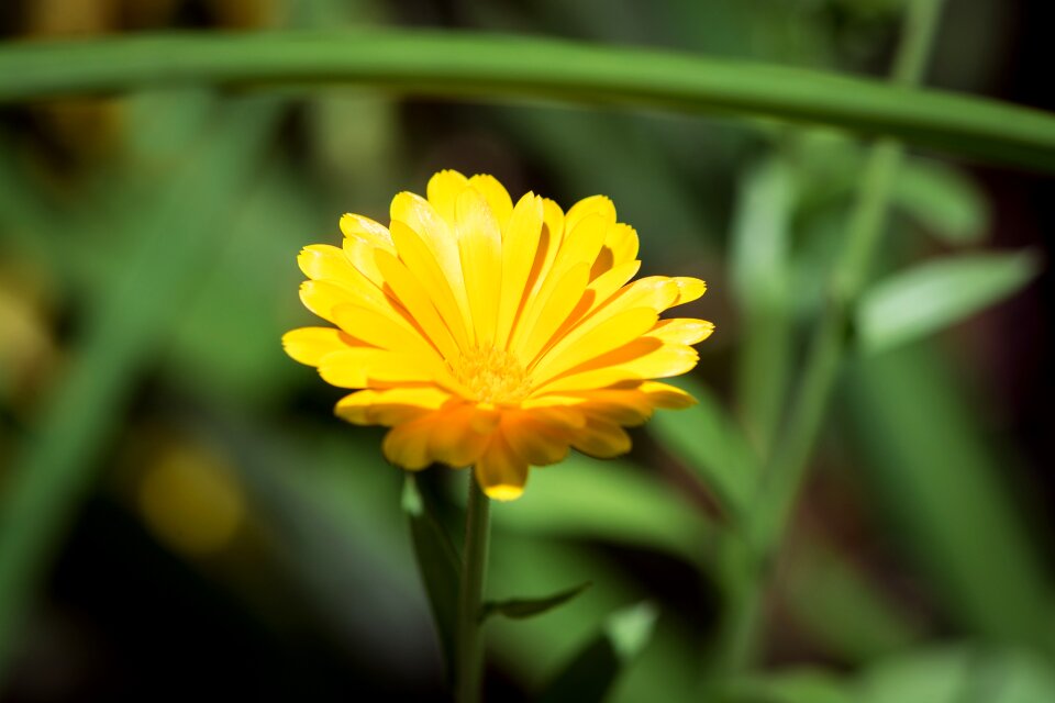 Yellow yellow flower blossom