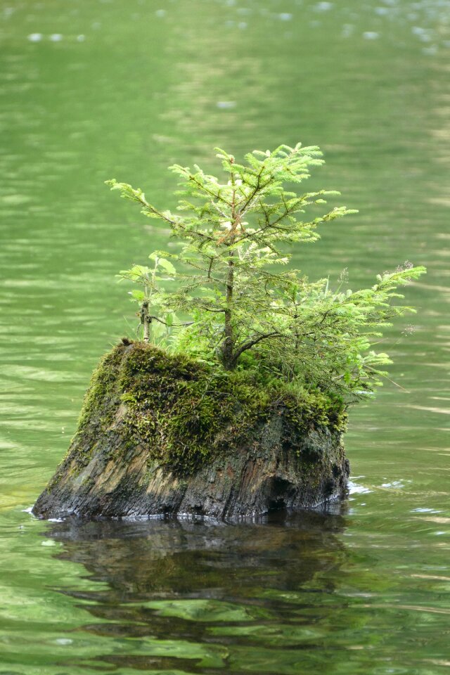 Seedling spruce moss