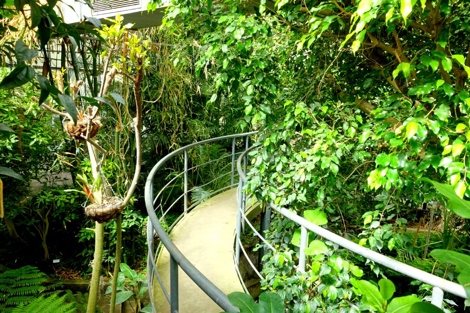 Tropical Greenhouse - Orto botanico - Rome, Italy - DSC00167
