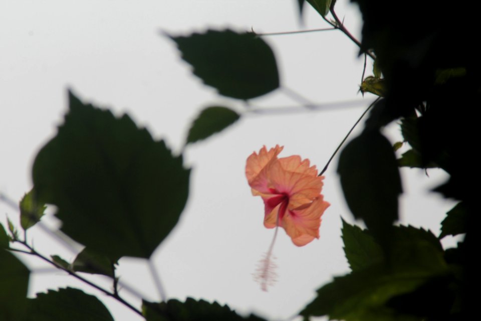 Tropical Flora (155788377)