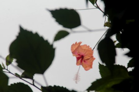 Tropical Flora (155788377)