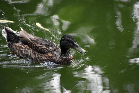Duck rapid swim