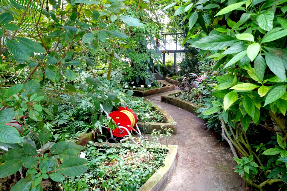 Tropical Greenhouse - Orto botanico - Rome, Italy - DSC00134