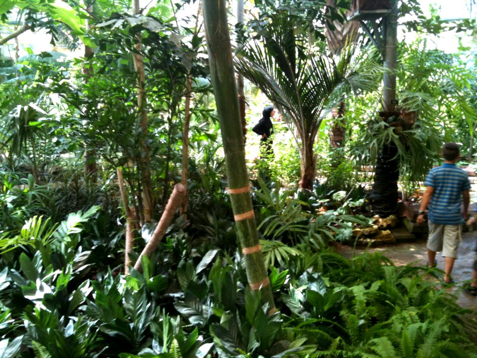 Tropical Greenhouse Jerusalem Botanical Gardens IMG 0466